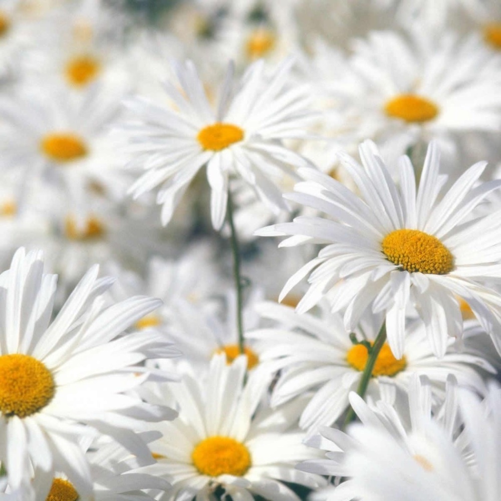 Meet your Posher, Patti